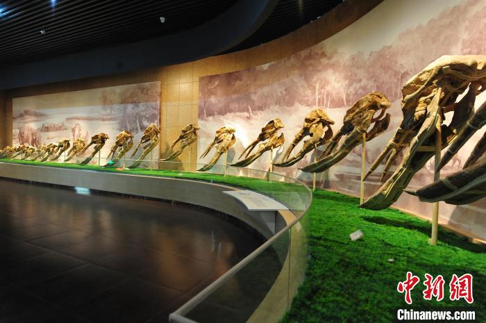 2020年，在和政古动物化石博物馆内，世界上最丰富的铲齿象化石集中展出。(资料图) 和政县委宣传部供图