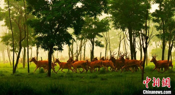 麋鹿在林中奔跑。(资料图) 孙华金 摄