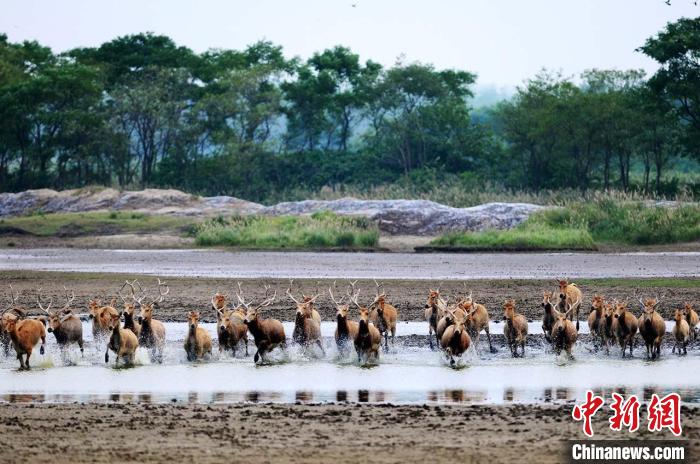 麋鹿在水中奔跑。(资料图) 江苏大丰麋鹿国家级自然保护区供图